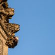 Tichodrome échelette sur la cathédrale de Nantes